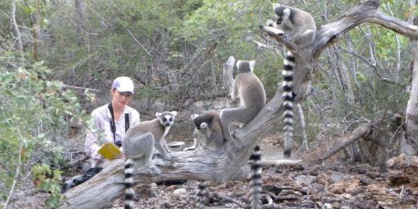 An anthropologist researching lemurs