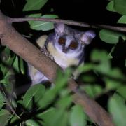 Primate with large, brown eyes and big ears in the branches of a tree at night